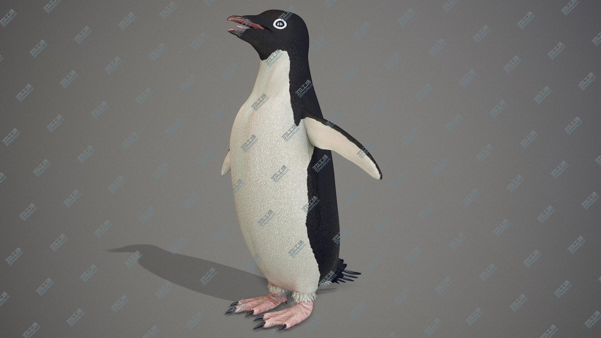 images/goods_img/2021040163/Adelie Penguin T-Pose 3D model/5.jpg
